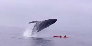 La ballena vengadora