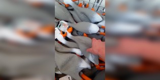 Los patos más sacados del mundo