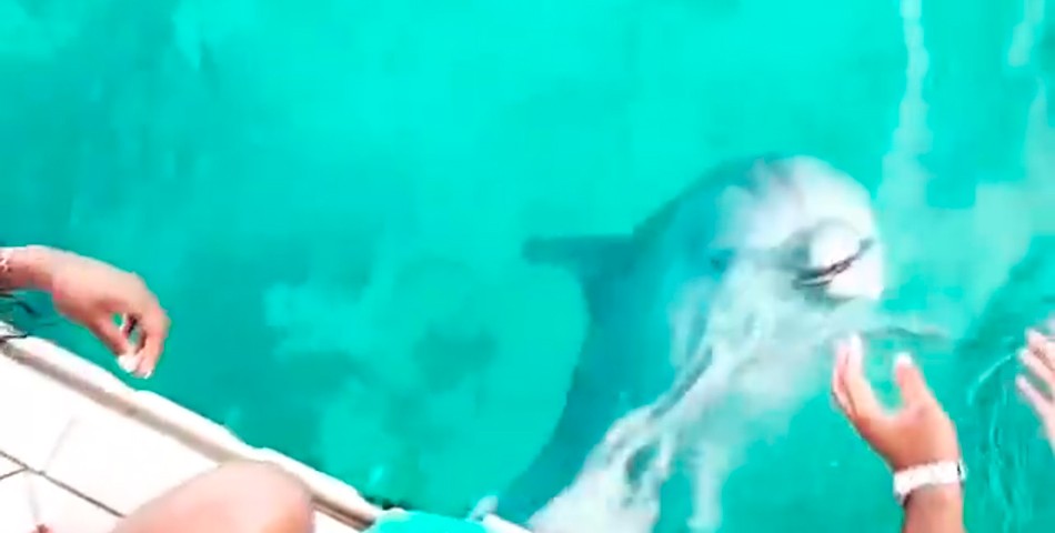 El delfín le devolvió el celular