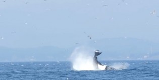 La orca se enojó y mandó a volar a la foca