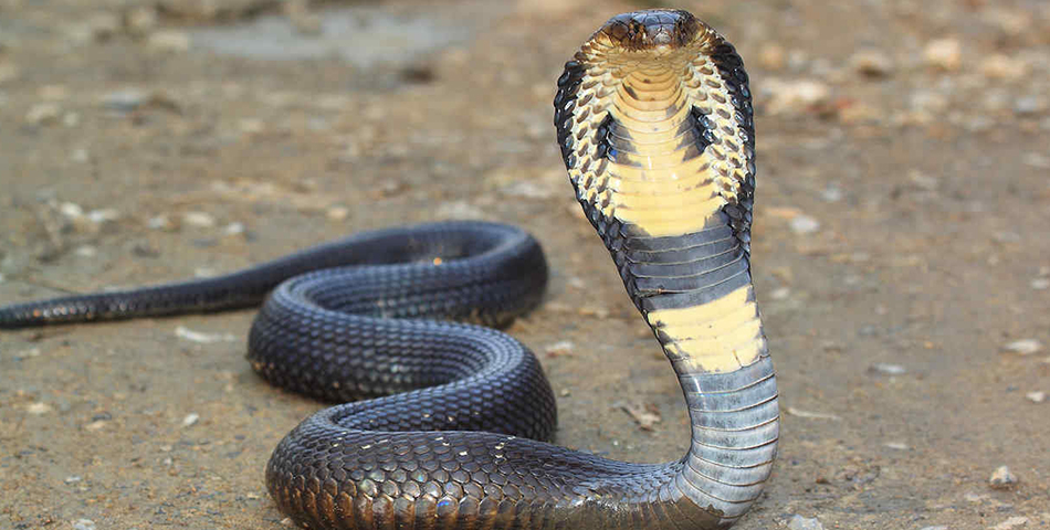 ¿Qué te pasa en el cuerpo si te muerde una cobra?