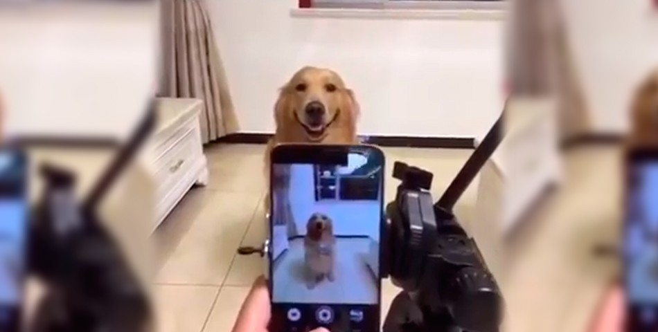 El perro que sonríe a cámara