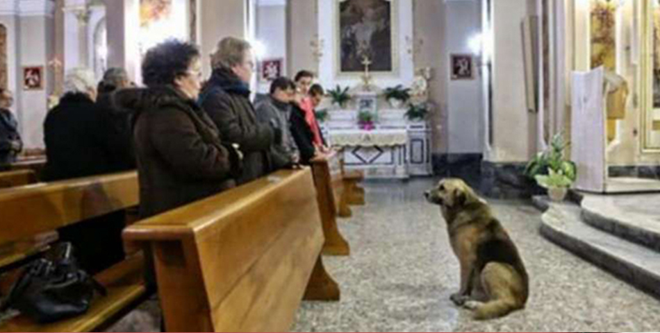 El perro más fiel del mundo