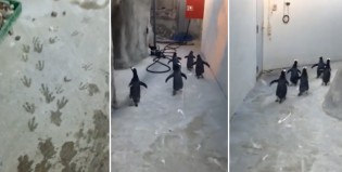 Pingüinos en fuga