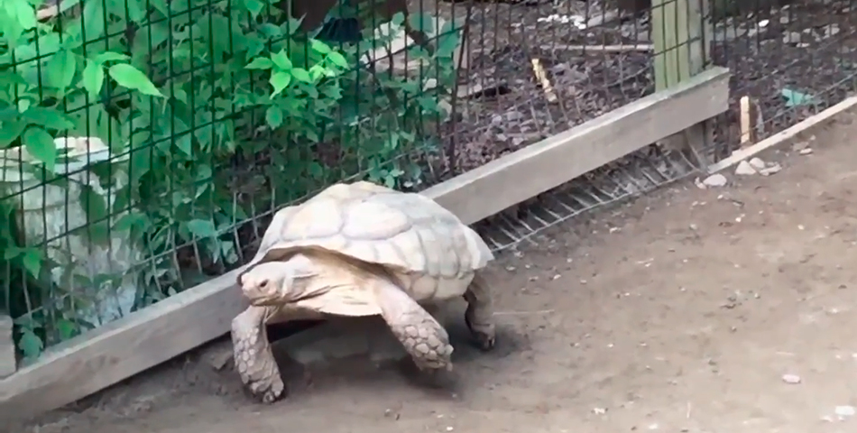 Quedó atrapada por una piedra y la salvó alguien muy especial