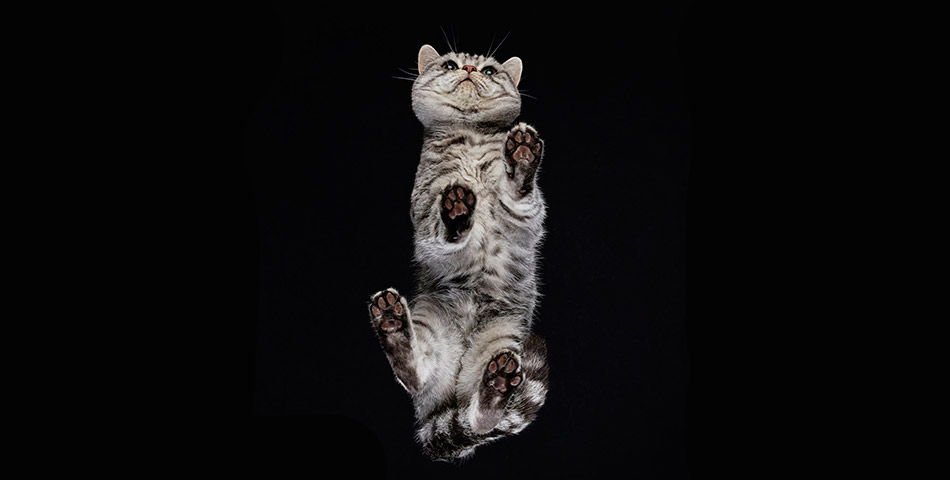 Gatos vistos desde abajo, una propuesta artística de Andrius Burba