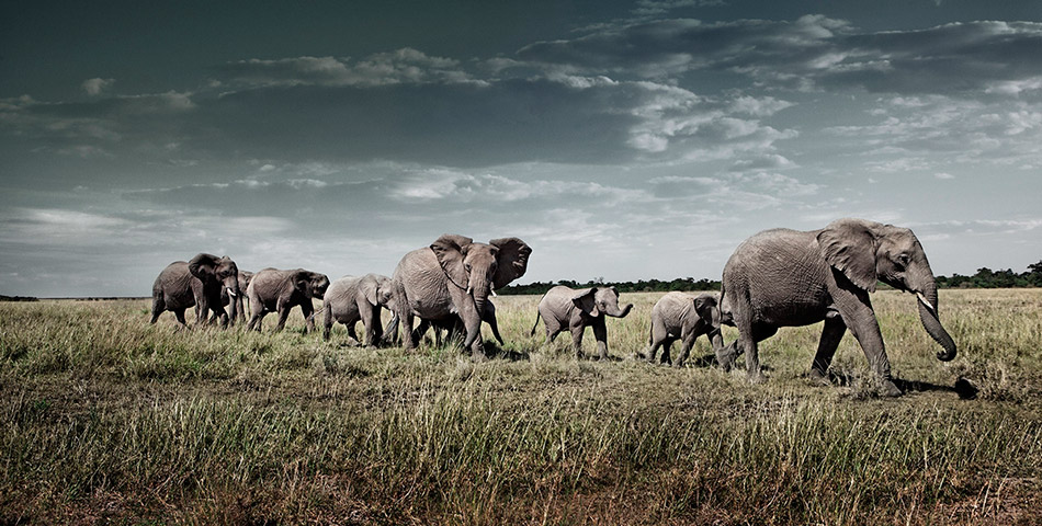 El fotógrafo que retrató el lado más salvaje de la selva africana
