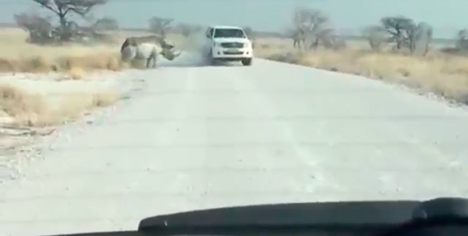 El rinoceronte se calentó y atacó a un automovilista