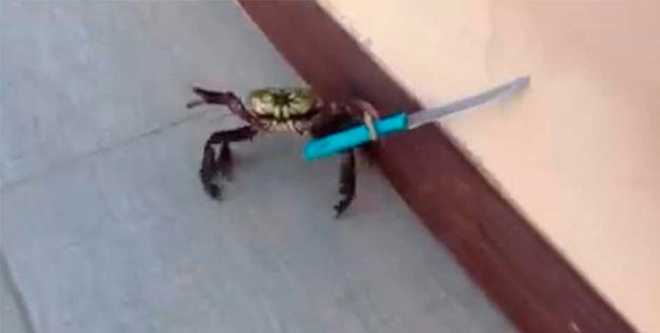 Un cangrejo escapa de un restaurante luchando con un cuchillo