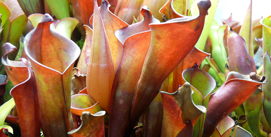 Mirá lo que encontraron en el estómago de una planta carnívora