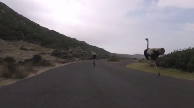 Un avestruz persiguió a dos ciclistas a 50 km/h