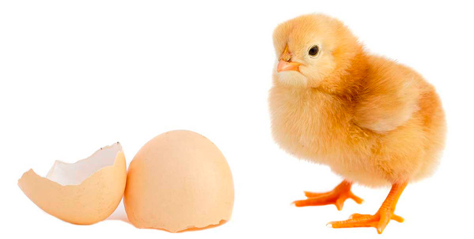 La ciencia resolvió el misterio del huevo y la gallina