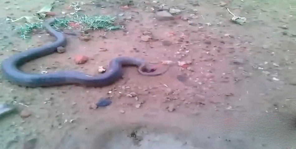 Mamá serpiente dio a luz a sus (miles de) crías