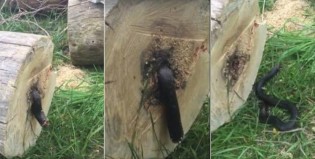 Taló un árbol y lo que halló en el interior lo sorprendió