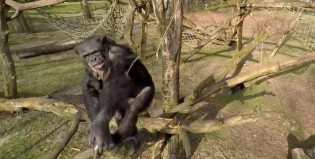 Un chimpancé malhumorado se enoja con un dron, genialísimo
