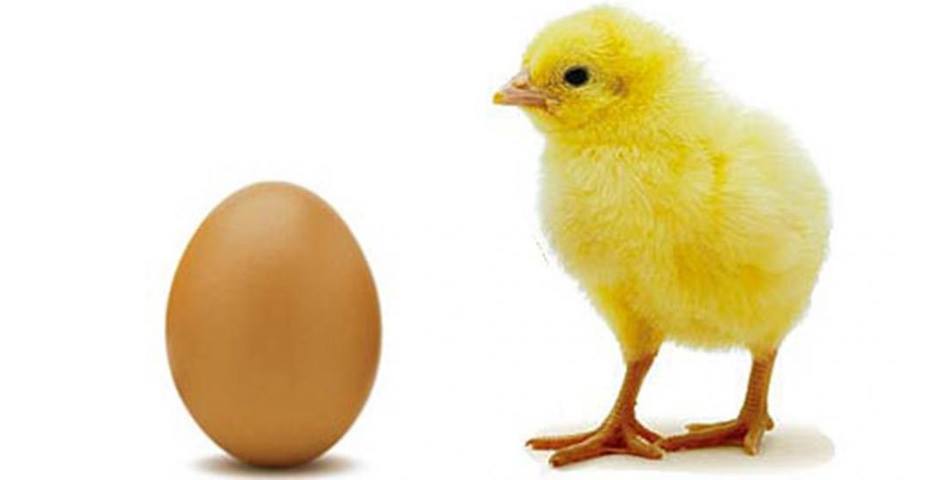 Planteo existencial: Un profesor respondió qué fue antes, ¿el huevo o la gallina?