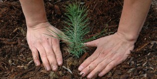 Plantarán un árbol por cada nacimiento en Chaco