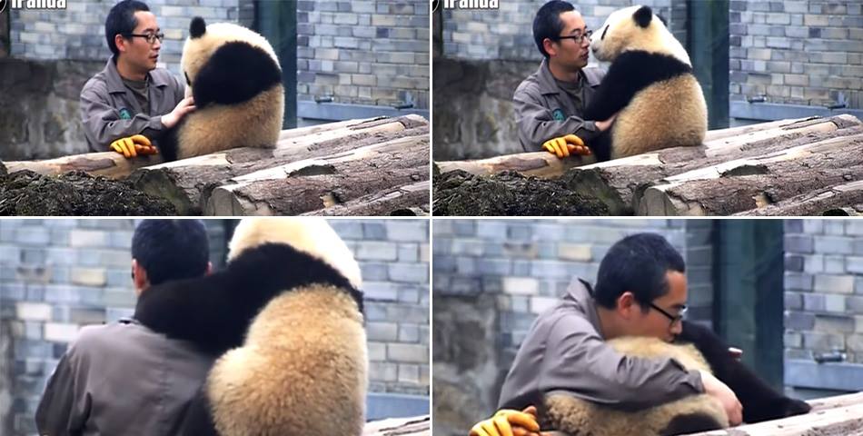 Oso panda se enamora de su cuidador