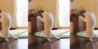 El gato bailarín es todo lo que está bien