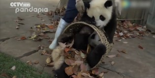 Unos pandas barderos enamoran a las redes sociales