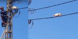 El verdadero gato volador y un rescate de película