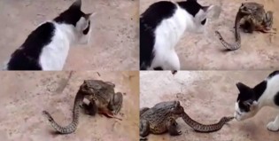 ¿Qué pasa cuando un gato ve a un sapo comiéndose una serpiente?