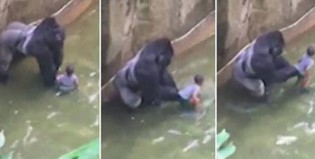 Mira el aterrador video que muestra a un gorila arrastrando a un niño