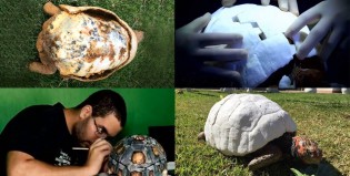 Salvaron a una tortuga haciéndole un caparazón con una impresora 3D