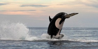 Christopher Swann, el fotógrafo preferido de las ballenas