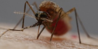 Así de asqueroso es el proceso de la picadura de un mosquito