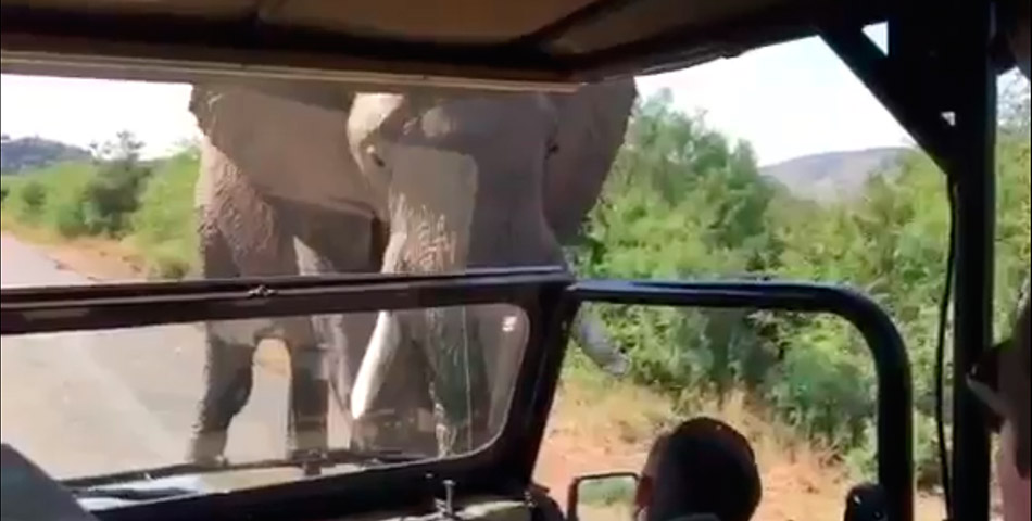 Un elefante se le “plantó” a Schwarzenegger y vivió para contarlo
