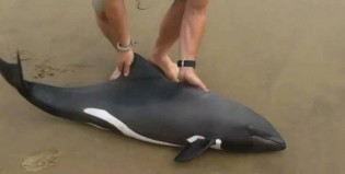 Solidaridad en el mar: un hombre salvó a un delfín que había quedado encallado en la orilla
