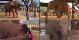 Mirá cómo reacciona este elefante cuando le susurran una suave canto