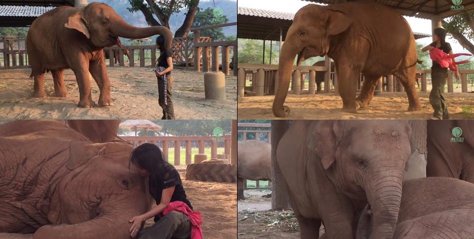 Mirá cómo reacciona este elefante cuando le susurran una suave canto