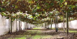 Mar del Plata apuesta al cultivo del kiwi