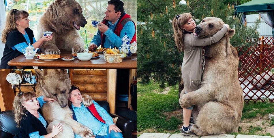 Pareja Rusa adoptó un oso huérfano hace 23 años y aún viven juntos