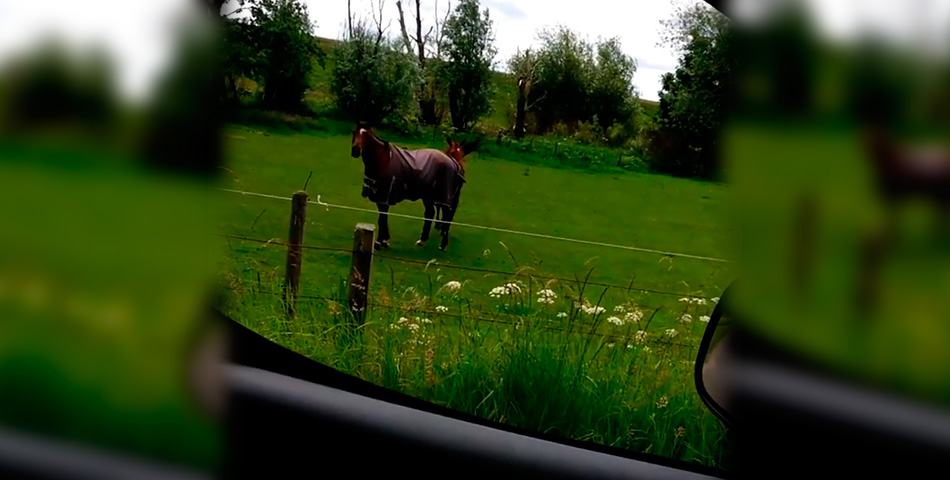 Insólito: bañaron a un caballo en un lavadero de autos