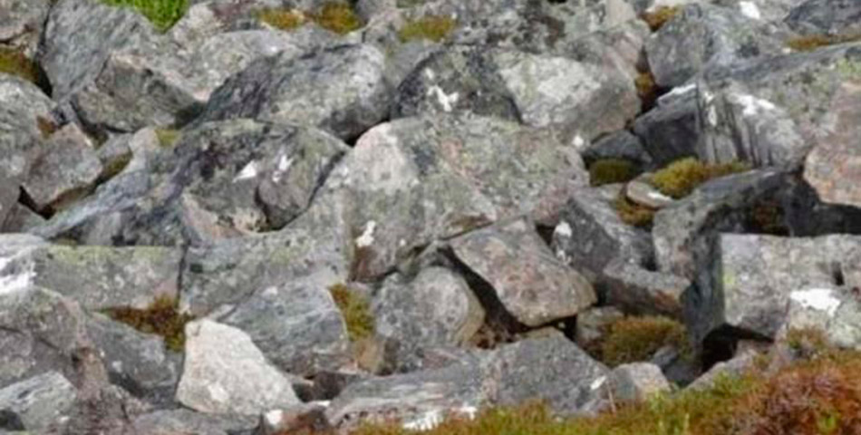 ¡Dificilísimo!: encontrá al pájaro entre las rocas