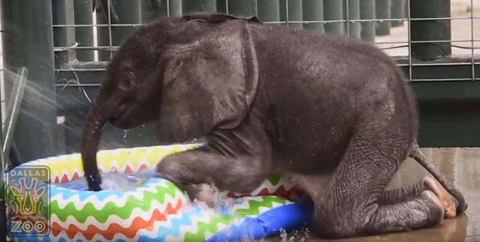 Mirá la tierna reacción de un elefante bebé cuando se baña en una pileta por primera vez