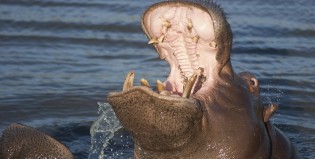 Hipopótamos de Pablo Escobar, descontrolados