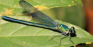 Insólito: Bautizan una nueva especie de libélula en honor a Pink Floyd