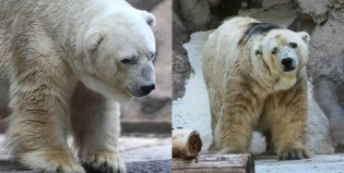 Llegó el lamentable final pronosticado por muchos: murió “el animal más triste del mundo”