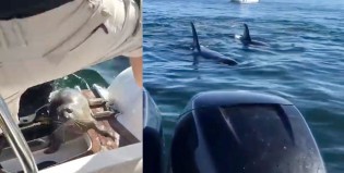 Una foca se subió a una lancha para no ser comida por orcas