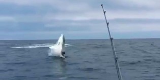 Un tiburón “volador” atemorizó a un grupo de pescadores