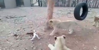 El pichicho se plantó frente a los leones por comida