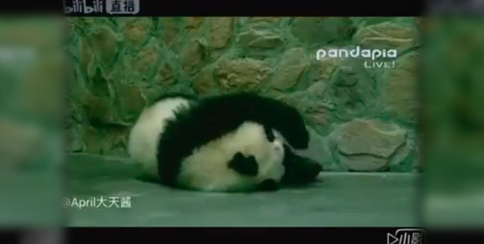 El panda que no puede parar de estornudar te va a alegrar la vida