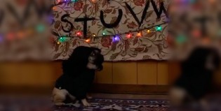 La versión canina de “Stranger things” está más buena que un finde largo