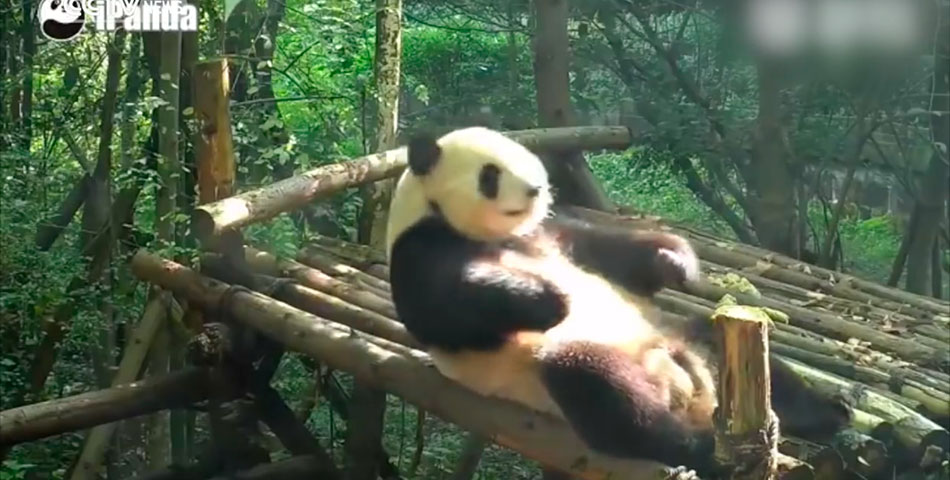 Sesión de abdominales a cargo de un oso panda
