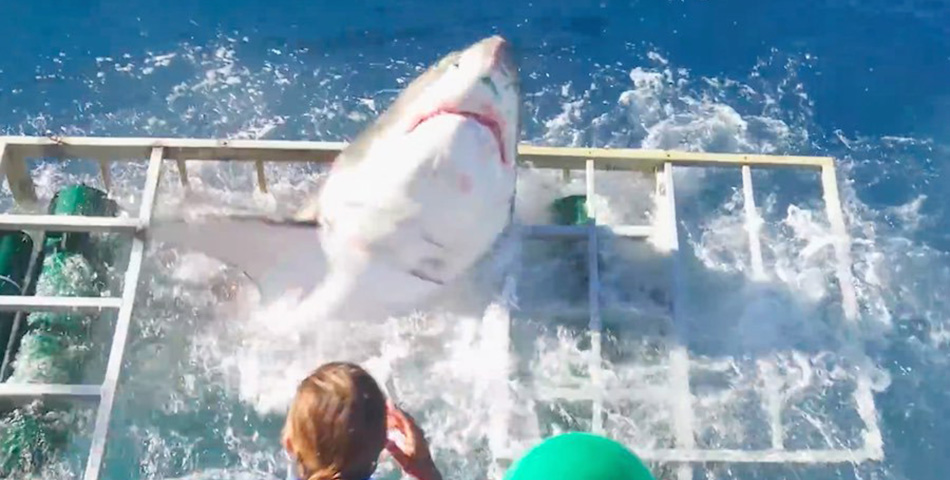 Impresionante: un tiburón se metió en la jaula de un buzo