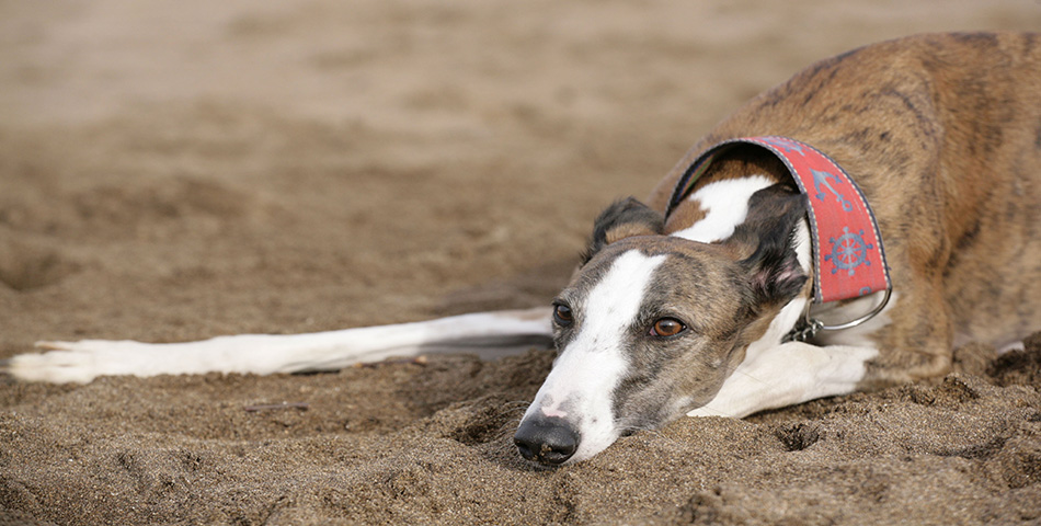 La ley que prohíbe las carreras de galgos ya es un hecho